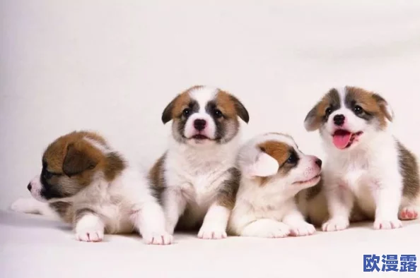 小奶狗精力太旺盛我一天六罐红牛,探讨宠物饮食与活力的关系以及如何有效管理宠物的活跃程度 小奶狗精力太旺盛我一天六罐红牛,探讨宠物饮食与活力的关系以及如何有效管理宠物的活跃程度