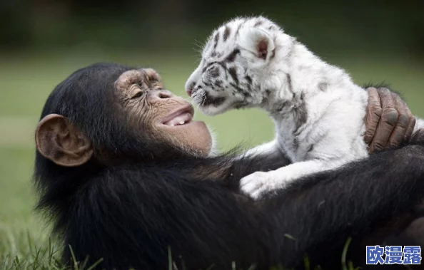 高清嘼皇bestiality：揭示动物与人类之间禁忌关系的深层次影响与社会反响