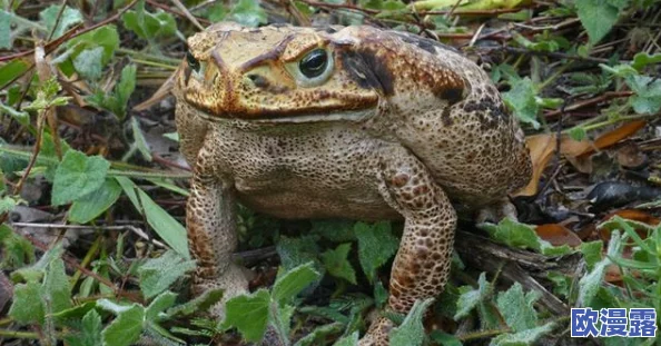 王者荣耀镜白色液体最新进展:玩家反馈与游戏平衡调整引发热议,社区讨论不断升温 王者荣耀镜白色液体最新进展:玩家反馈与游戏平衡调整引发热议,社区讨论不断升温