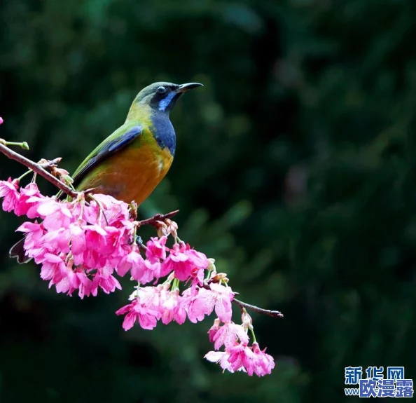 采蜜1v.1h采意方橙：网友热议这款新产品的独特口感与健康价值，纷纷表示期待尝试！