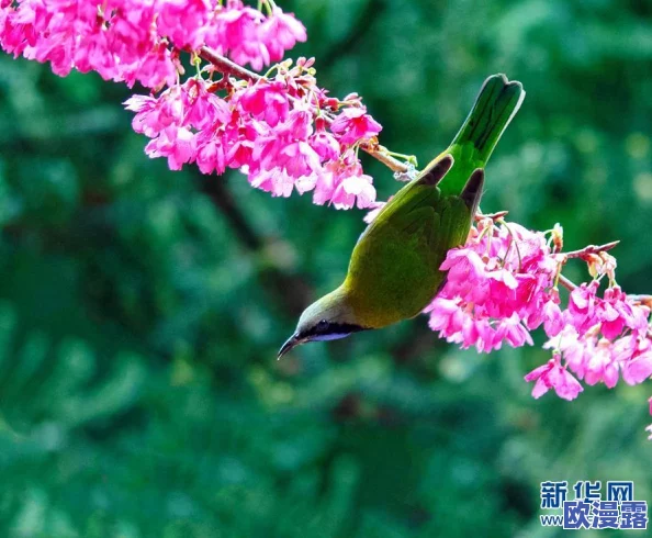 采蜜1v.1h采意方橙：网友热议这款新产品的独特口感与健康价值，纷纷表示期待尝试！