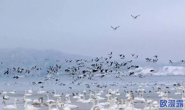 梦境食旅新手开荒:如何智慧选择角色开启美食冒险之旅 梦境食旅新手开荒:如何智慧选择角色开启美食冒险之旅