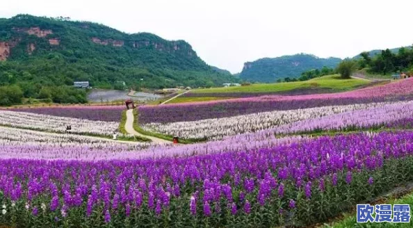 梦境食旅新手开荒:如何智慧选择角色开启美食冒险之旅 梦境食旅新手开荒:如何智慧选择角色开启美食冒险之旅