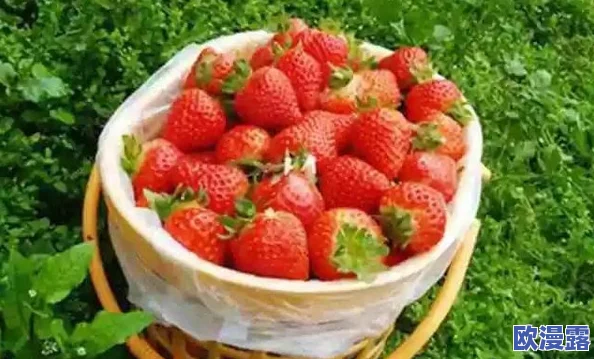 草莓视频带你用另眼看不同的世界，感受多元文化与独特视角交织的奇妙旅程