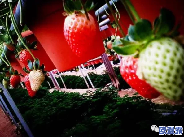 草莓视频带你用另眼看不同的世界，感受多元文化与独特视角交织的奇妙旅程