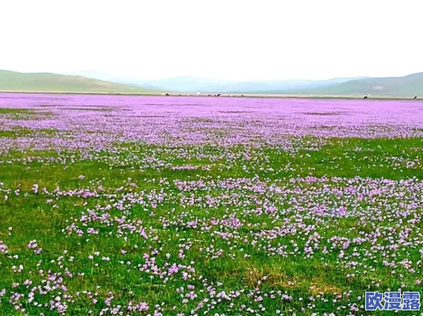 野花视频最新免费观看：全新更新内容上线，海量精彩视频任你畅享，快来体验吧！