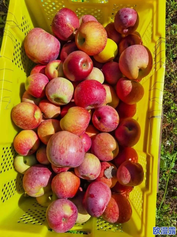 精产国品一二三产区糖心：推动地方经济发展，助力农民增收的最新进展与成果分析