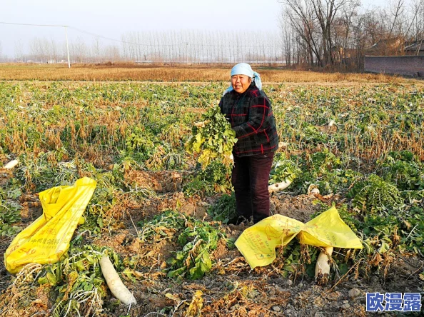 拔萝卜又叫又疼:农民在收获季节面临的挑战与辛酸故事逐渐浮出水面 拔萝卜又叫又疼:农民在收获季节面临的挑战与辛酸故事逐渐浮出水面