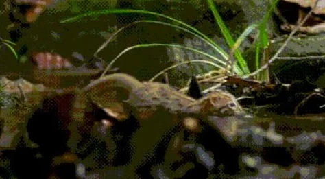 猫咪最新永久地域:了解猫咪栖息地的变化及其对生态系统的影响与意义 猫咪最新永久地域:了解猫咪栖息地的变化及其对生态系统的影响与意义