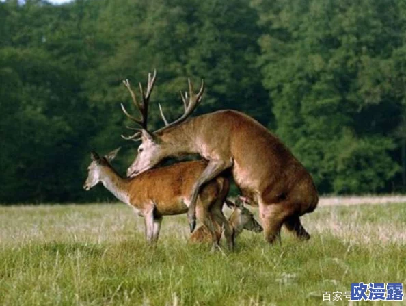 人与禽性伦关系:探讨人与动物之间的道德伦理、情感联系与生态共生关系的多维度分析 人与禽性伦关系:探讨人与动物之间的道德伦理、情感联系与生态共生关系的多维度分析