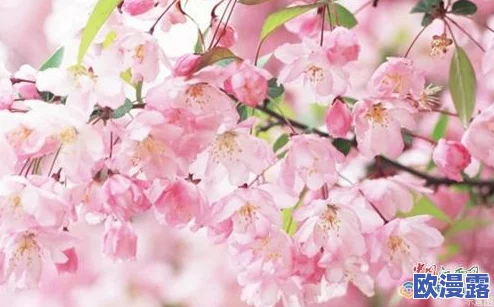 樱花官网官方入门网站2024:全面了解樱花文化、活动及相关资源的最佳平台与指南 樱花官网官方入门网站2024:全面了解樱花文化、活动及相关资源的最佳平台与指南
